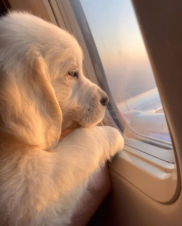 Fluffy puppy looking out airplane window at sunset
