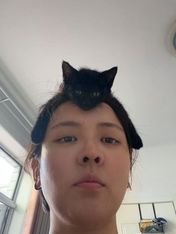 A funny pic of a small black cat perched on top of a person's head.