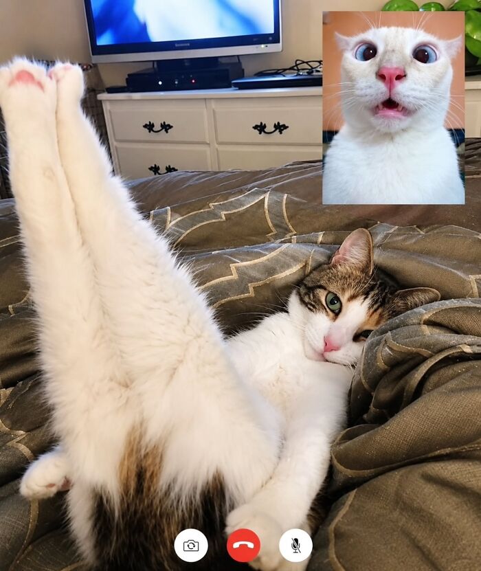 A funny pic of a cat doing a handstand on a bed during a video call, another cat making a funny face in the call window.