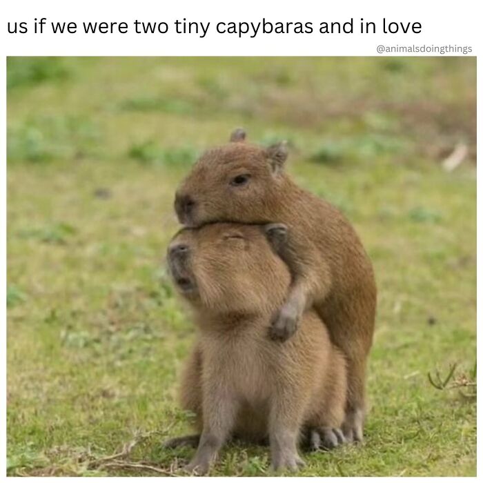 Two cute baby capybaras hugging in a grassy field, showcasing adorable animal content and funny memes.