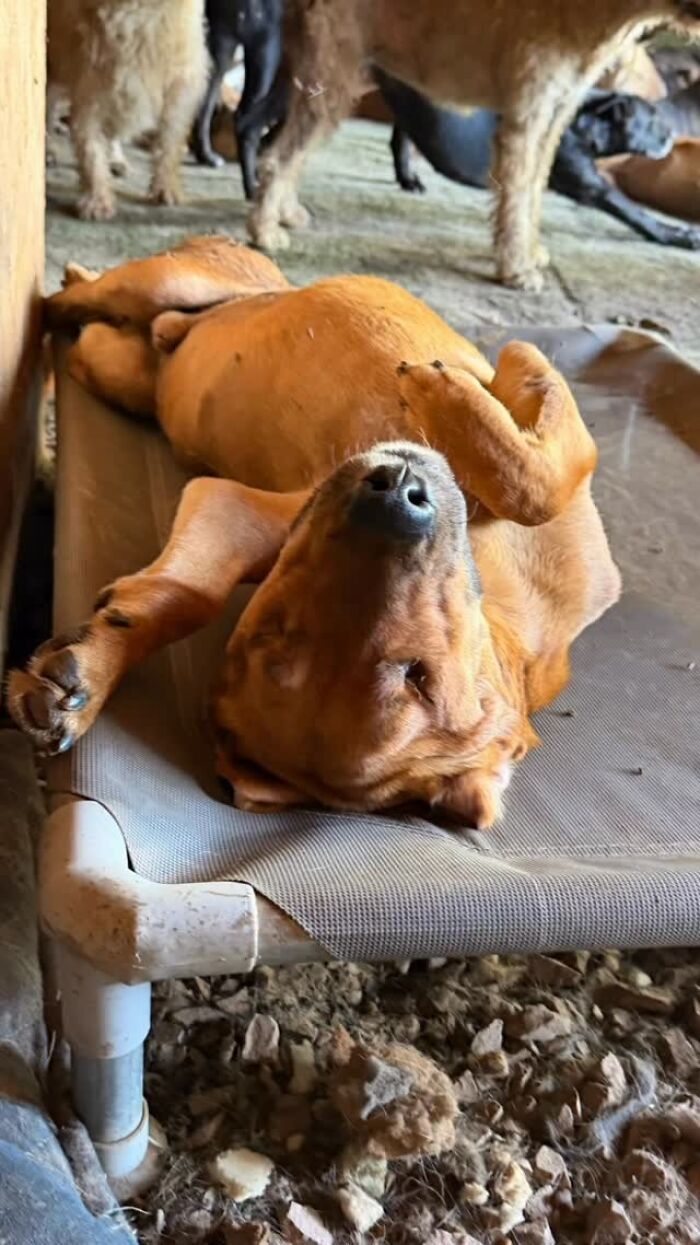 Meet Eduardo Groh Riermersma, The Man Who Devoted His Life To Caring For More Than 600 Rescued Dogs At Refugio El Montecito
