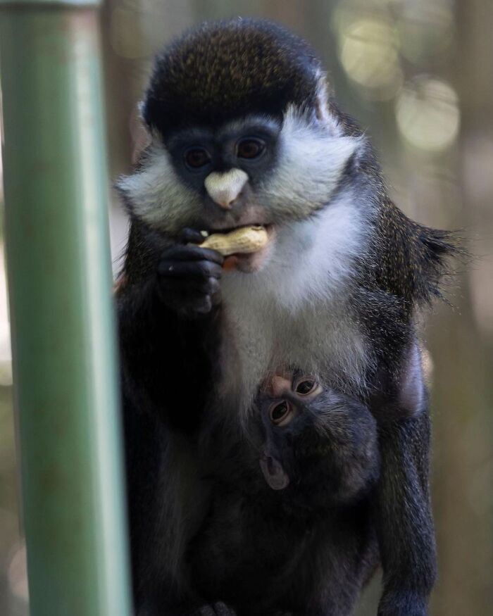 30 Heartwarming Photos Of Animal Moms And Their Babies Shared By Zooborns That Will Melt Your Heart