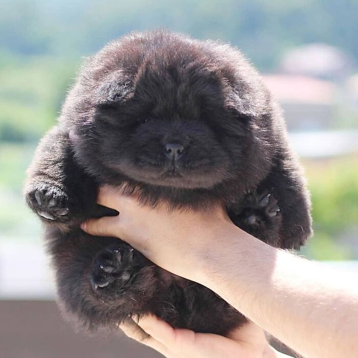 Fluffy black chow chow puppy being held outdoors