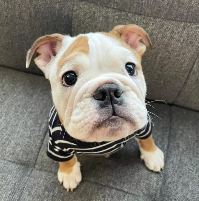 Sweet bulldog puppy wearing striped shirt looking up
