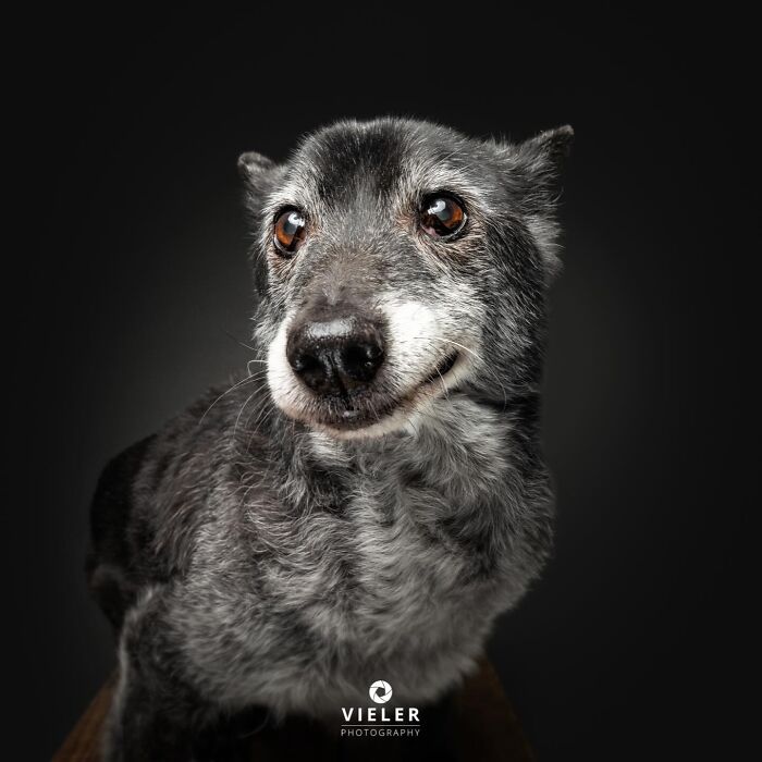 A senior dog with striking grey and black fur and warm brown eyes, captured in a touching photo by Christian Vieler.