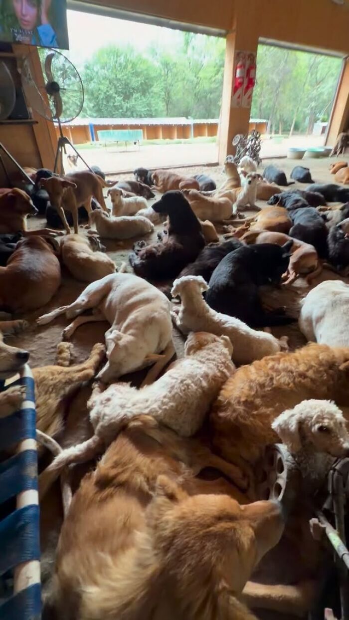Meet Eduardo Groh Riermersma, The Man Who Devoted His Life To Caring For More Than 600 Rescued Dogs At Refugio El Montecito