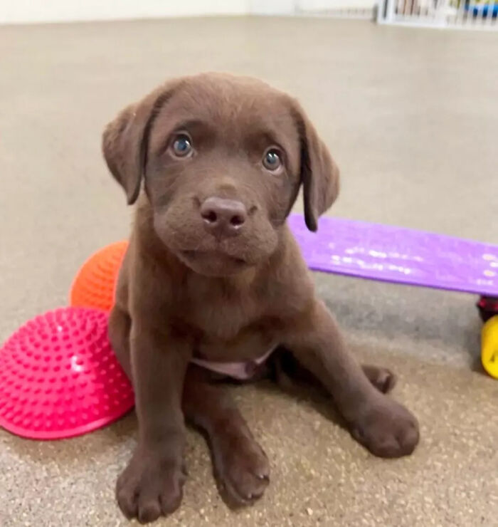 Adorable brown puppy sitting near colorful toys indoors