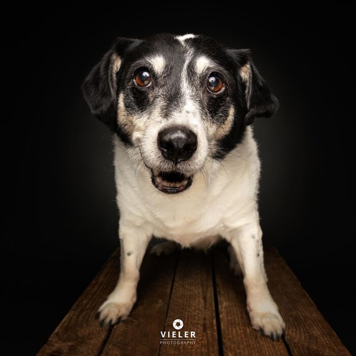 A black and white senior dog with big, warm eyes looking directly at the camera, taken by Christian Vieler.