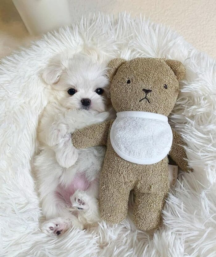 Cute white puppy cuddling a teddy bear on a soft white blanket