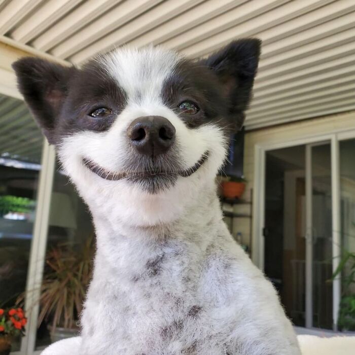 Smiling black and white dog with unique grin sitting outside a house