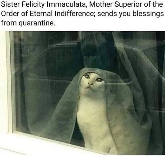 This Instagram Page With Millions Of Followers Shares Some Of The Most Relatable Cat Memes On The Internet (38 Pics)