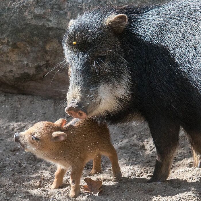30 Heartwarming Photos Of Animal Moms And Their Babies Shared By Zooborns That Will Melt Your Heart