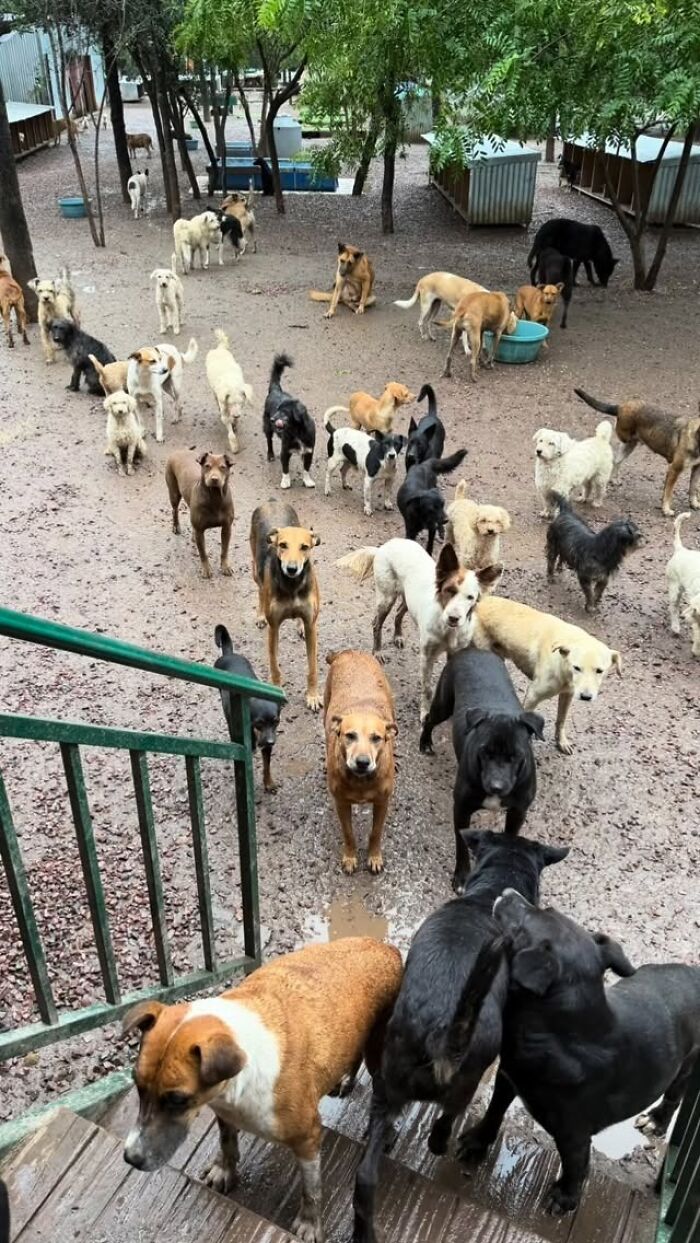 Meet Eduardo Groh Riermersma, The Man Who Devoted His Life To Caring For More Than 600 Rescued Dogs At Refugio El Montecito