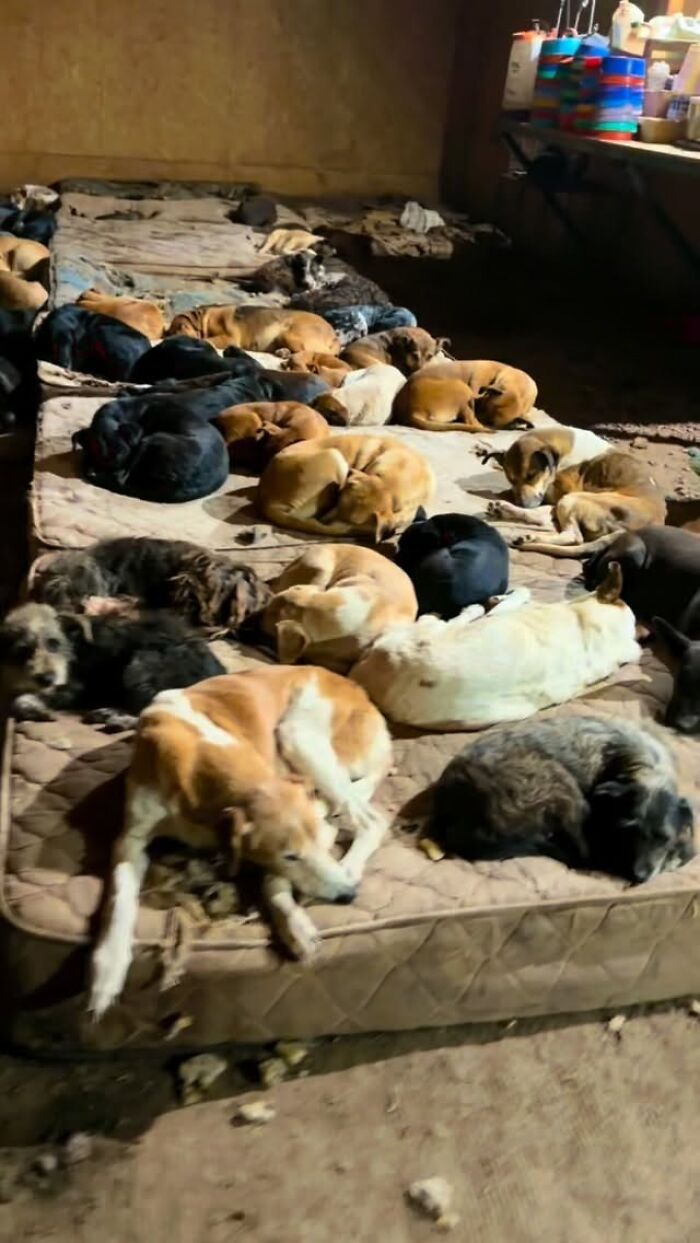 Meet Eduardo Groh Riermersma, The Man Who Devoted His Life To Caring For More Than 600 Rescued Dogs At Refugio El Montecito