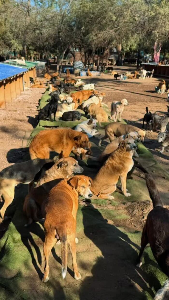 Meet Eduardo Groh Riermersma, The Man Who Devoted His Life To Caring For More Than 600 Rescued Dogs At Refugio El Montecito