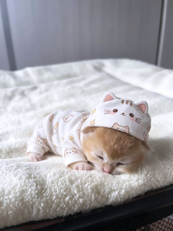 Funny pics with cats: An adorable tiny kitten wearing a cat-themed onesie and hat, sleeping on a white blanket.