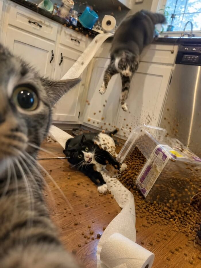 Funny pics with cats: Three cats cause kitchen chaos, spilling food and toilet paper. One cat takes a selfie, another lies in a mess, and a third jumps from the counter.