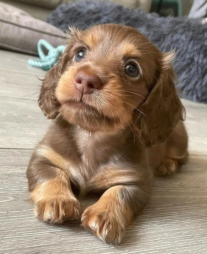 Adorable brown Cocker Spaniel puppy lying on wooden floor indoors
