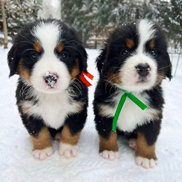 Two Bernese Mountain Dog puppies with ribbons standing in snow