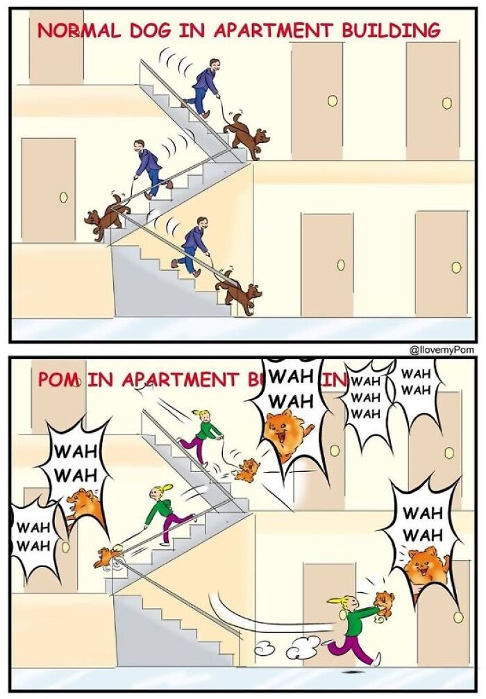 These Hilarious Comics Perfectly Capture What Life Is Like When You’re Obsessed With Pomeranians (40 New Comics)