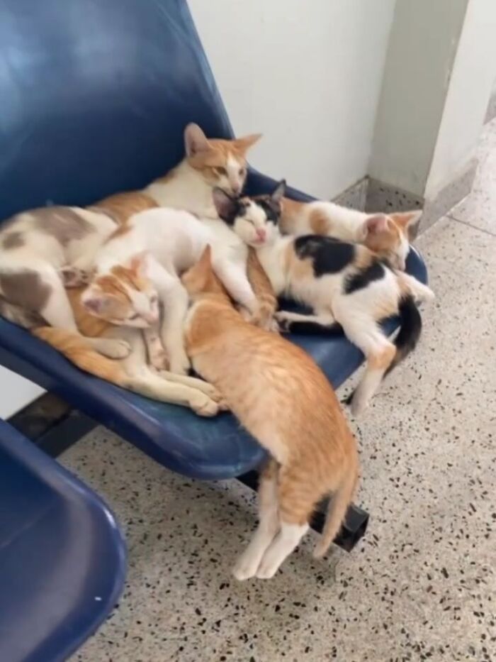 Funny pics with cats: Multiple cats of various colors cuddling on a blue waiting room bench.