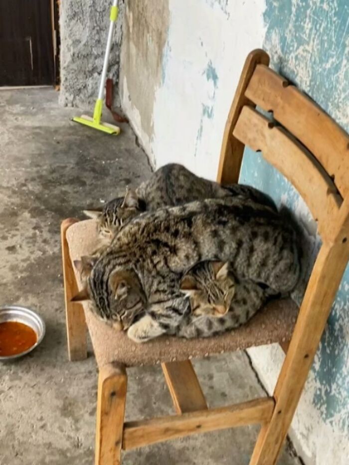Funny pics with cats: Three tabby cats piled on a wooden chair, sleeping outdoors.