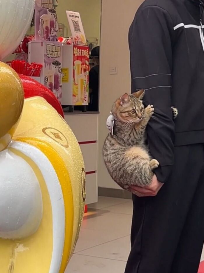 Funny pics with cats: A person carrying a cat like a baby in a store.