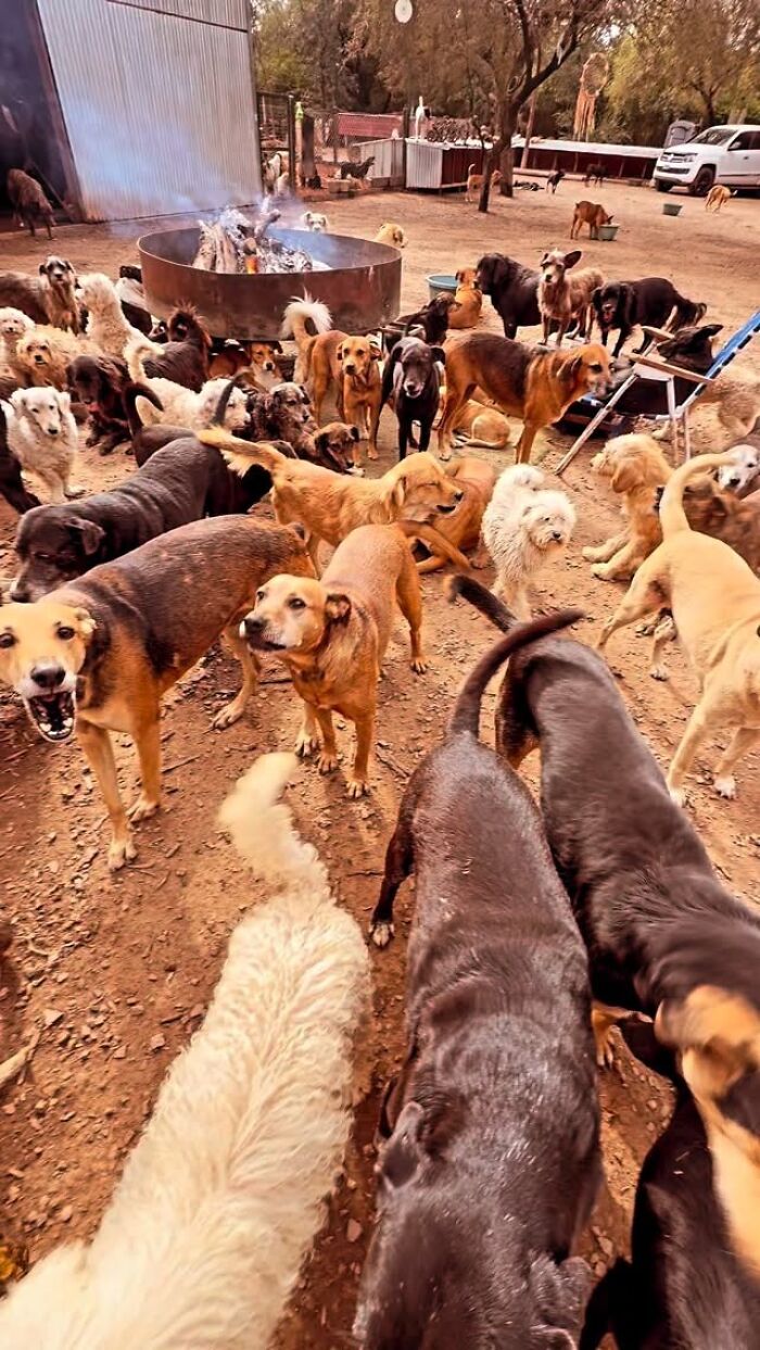 Meet Eduardo Groh Riermersma, The Man Who Devoted His Life To Caring For More Than 600 Rescued Dogs At Refugio El Montecito