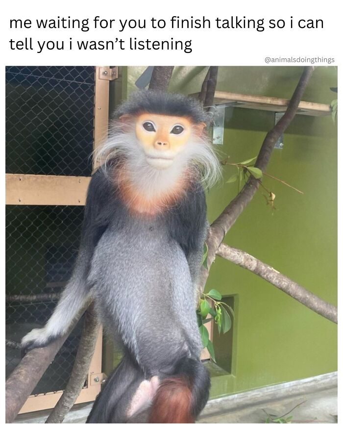 A monkey with a white beard and orange chest sitting on a branch, looking bored, funny animal memes.