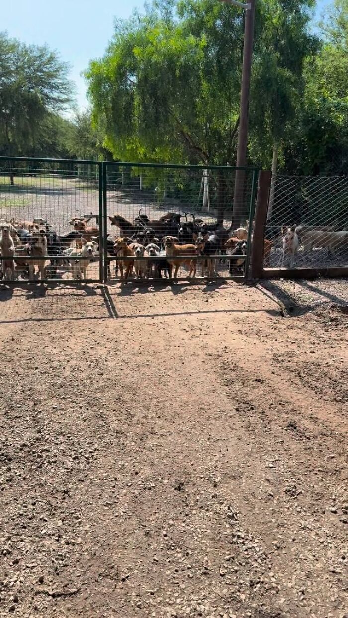 Meet Eduardo Groh Riermersma, The Man Who Devoted His Life To Caring For More Than 600 Rescued Dogs At Refugio El Montecito