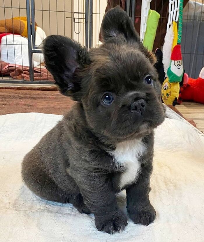 Cute French Bulldog puppy with big ears sitting indoors on a white blanket
