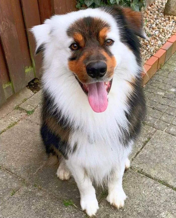 Fluffy Australian Shepherd puppy sitting outside with tongue out and happy expression