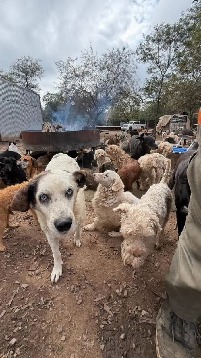 Meet Eduardo Groh Riermersma, The Man Who Devoted His Life To Caring For More Than 600 Rescued Dogs At Refugio El Montecito