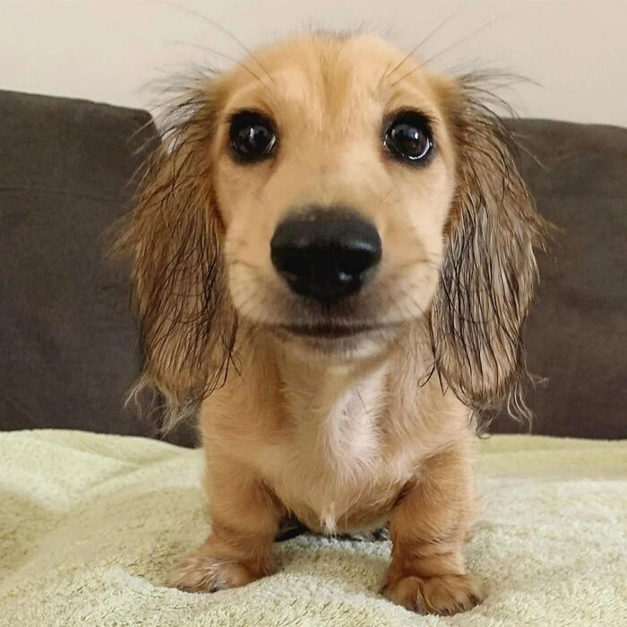 Close-up of dachshund puppy with wet ears looking at camera