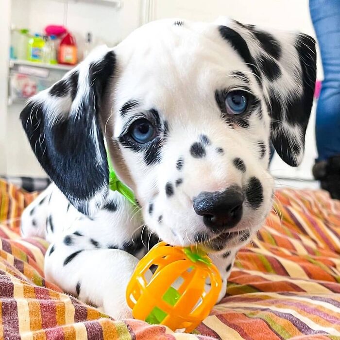 Dalmatian puppy with blue eyes chewing on a toy indoors