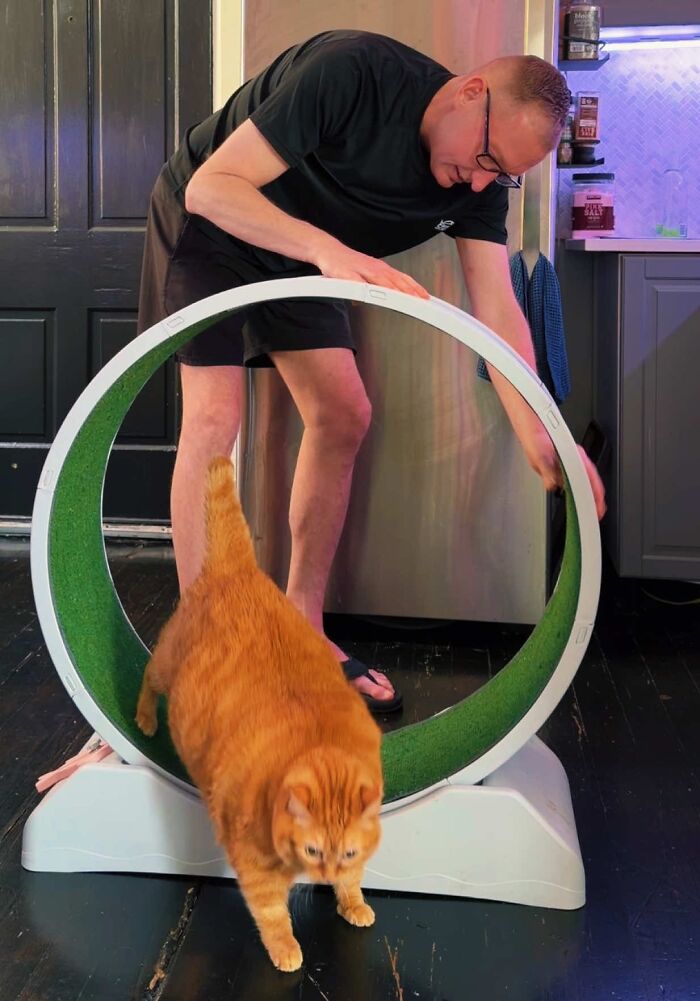 An overweight rescue cat with orange fur walks on a cat exercise wheel while a man adjusts it, part of its journey to a forever home.
