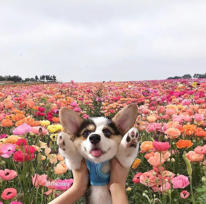 Happy corgi puppy held up in colorful flower field