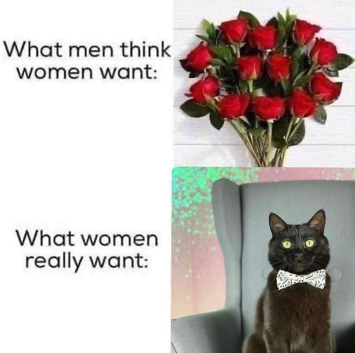 This Instagram Page With Millions Of Followers Shares Some Of The Most Relatable Cat Memes On The Internet (38 Pics)