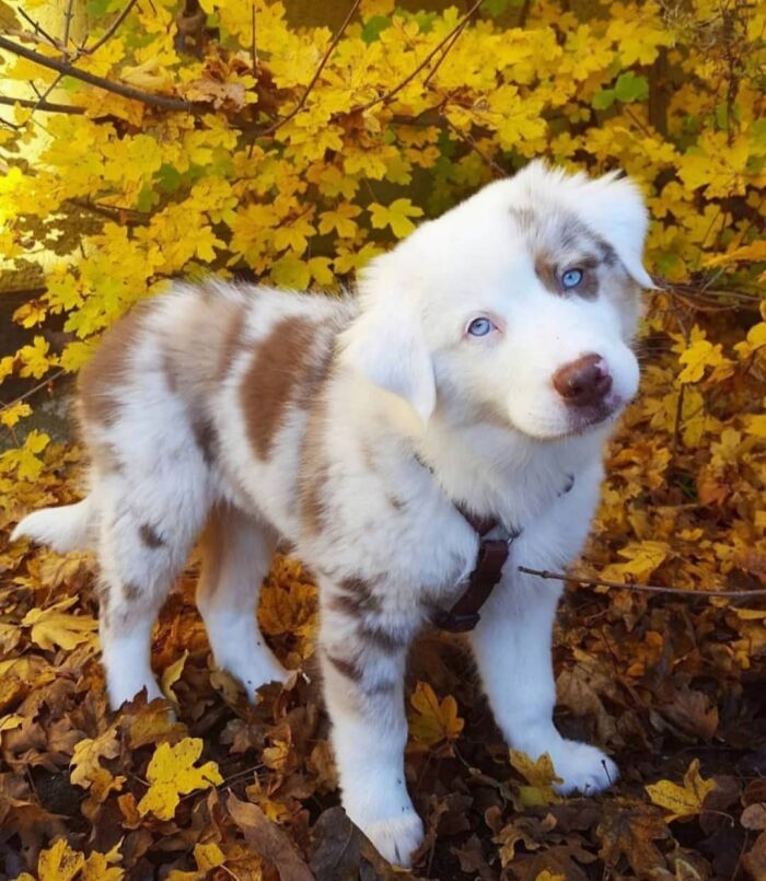 Australian shepherd puppy with blue eyes amidst autumn leaves