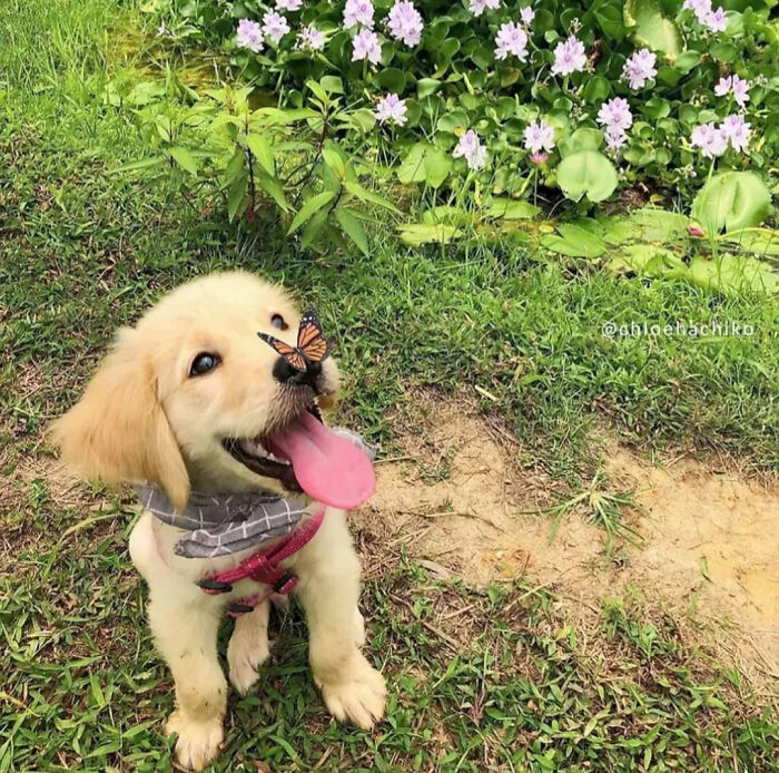 Golden retriever puppy with butterfly on nose in green grass