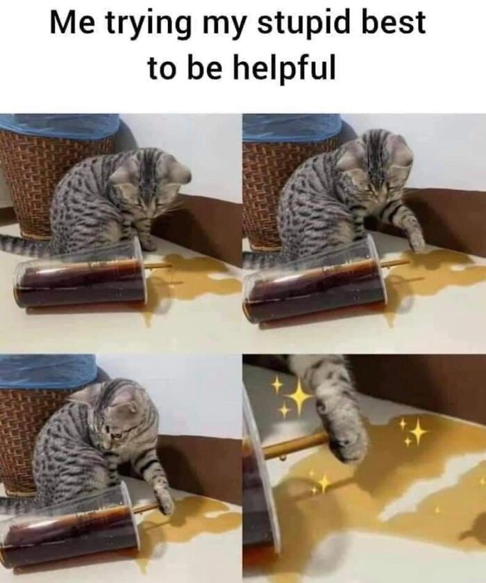 This Instagram Page With Millions Of Followers Shares Some Of The Most Relatable Cat Memes On The Internet (38 Pics)