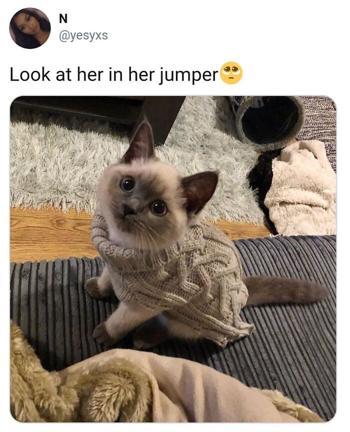 This Instagram Page With Millions Of Followers Shares Some Of The Most Relatable Cat Memes On The Internet (38 Pics)