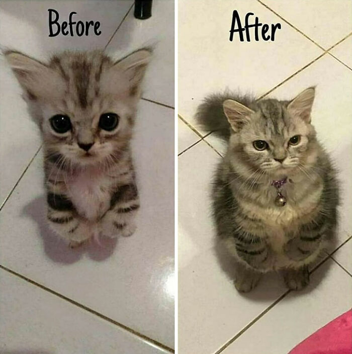 Funny pics with cats: Before and after photos of a cat. The before image shows a tiny kitten with big eyes, and the after image shows the same cat grown up.