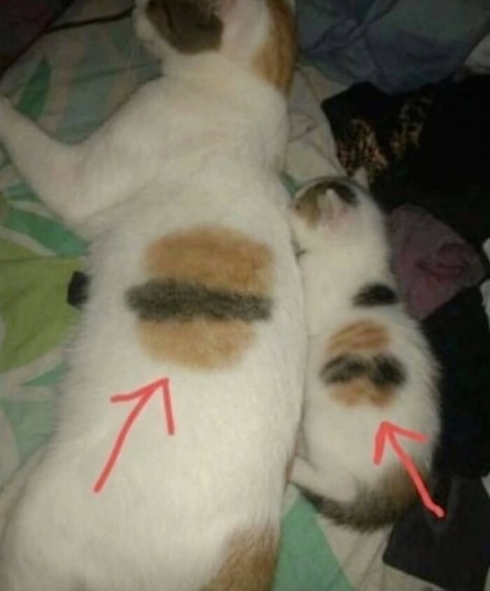Funny pics with cats: Two cats, an adult and a kitten, lie side-by-side, with red arrows pointing to matching burger-shaped markings on their fur.