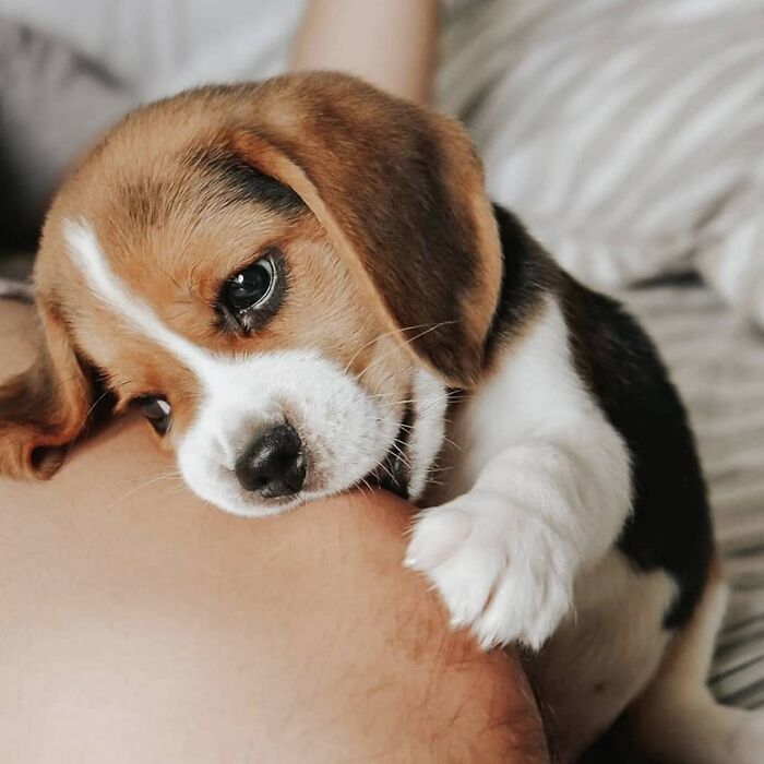 Adorable beagle puppy gently biting a person's arm while resting