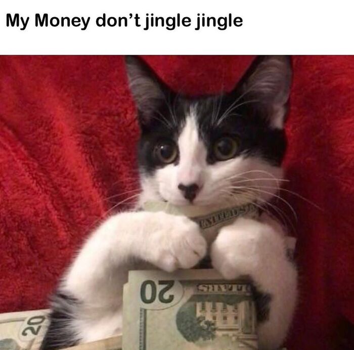 This Instagram Page With Millions Of Followers Shares Some Of The Most Relatable Cat Memes On The Internet (38 Pics)