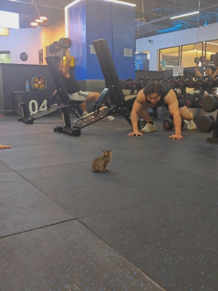 Funny pics with cats: A small kitten sits on a gym floor while two men exercise in the background. One man lifts weights, and the other does push-ups.
