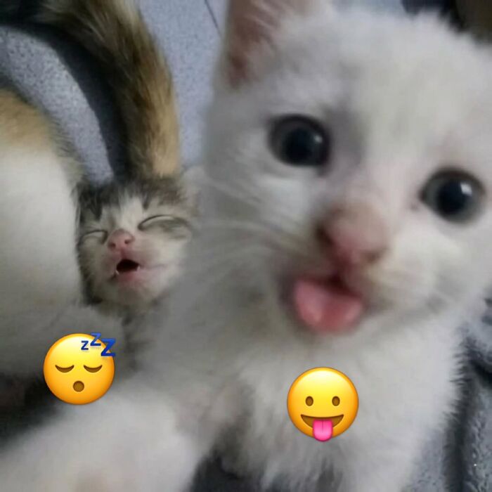 Funny pics with cats: One kitten yawns, eyes closed, with a sleepy emoji. Another white kitten with wide eyes sticks out its tongue, featuring a playful emoji.