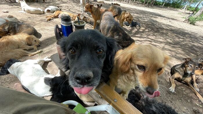 Meet Eduardo Groh Riermersma, The Man Who Devoted His Life To Caring For More Than 600 Rescued Dogs At Refugio El Montecito