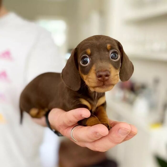 Small brown dachshund puppy being held in a person's hand indoors